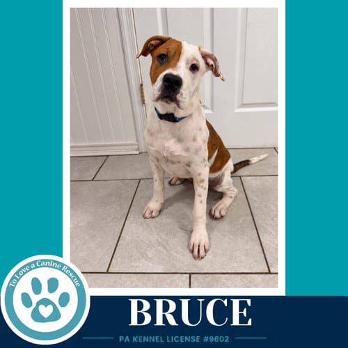 Photo of Bruce (B Buds) 082926, adoptable American Bulldog in Kimberton, Pennsylvania