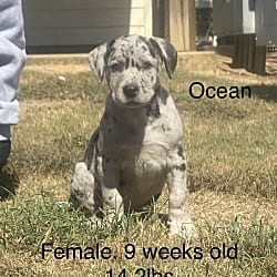 Photo of Ocean, adoptable Boxer Labrador Retriever in Norfolk, Massachusetts