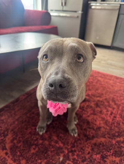 Photo of Anette, adoptable dog in Atlanta, Georgia