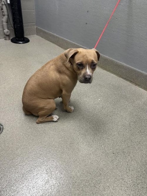 Photo of Rhonda, adoptable Pit Bull Terrier in Las Vegas, Nevada