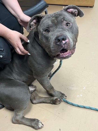 Photo of Tiny Tim, adoptable dog in Chamblee, Georgia