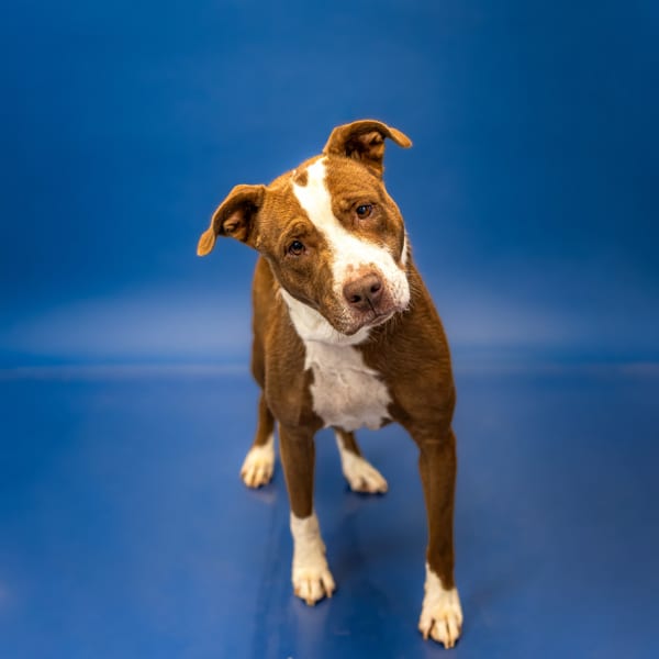Photo of Vc 3 Lumi, adoptable Pit Bull cross in Lawrenceville, Georgia