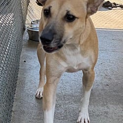 Photo of Senco, adoptable Terrier (Unknown Type, Small) Mixed Breed (Medium) in Burnsville, North Carolina