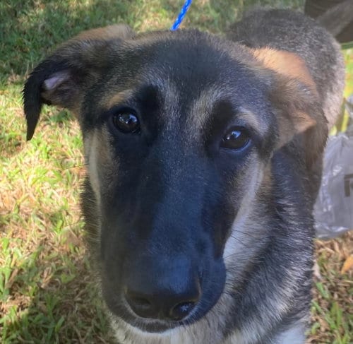 Photo of Moxey, adoptable German Shepherd Dog in Canton, Connecticut