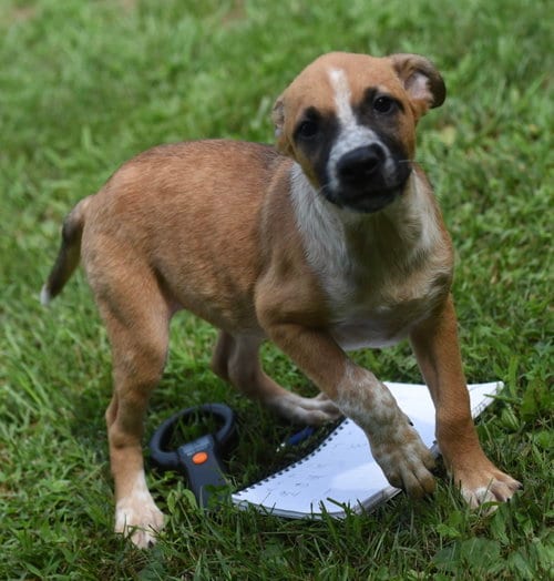 Photo of Urban, adoptable Hound in Mechanicsburg, Pennsylvania