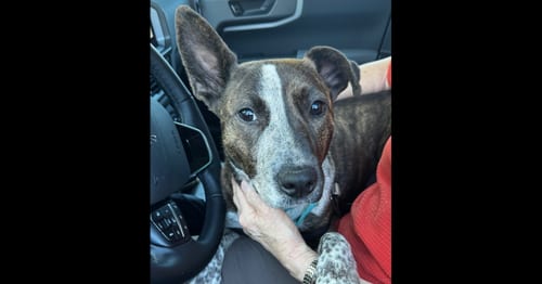 Photo of Stripe, adoptable Cattle Dog in Greenbelt, Maryland