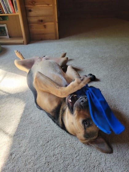 Photo of Pookies, adoptable dog in Atlanta, Georgia