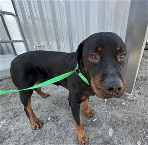 Photo of Andres, adoptable Rottweiler in San Bernardino, California