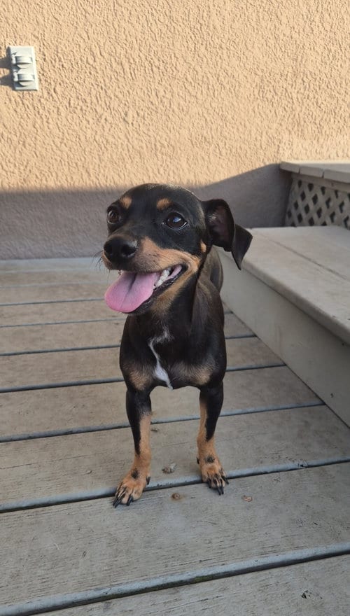 Photo of Princess, adoptable Chihuahua in Orlando, Florida