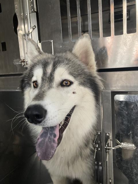 Photo of Bentley, adoptable Siberian Husky in Dallas, Texas