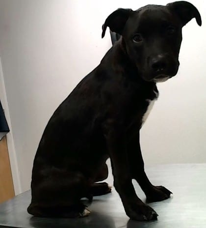 Photo of Kyle, adoptable dog in Farmington, New Mexico