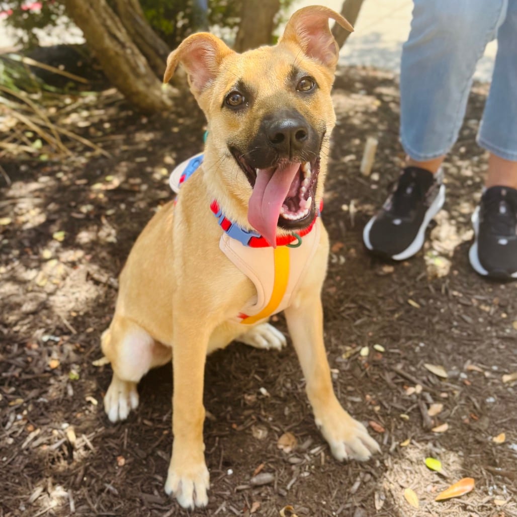 Photo of Malina 26-05-141, adoptable Shepherd in Bastrop, Texas