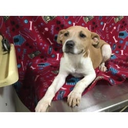 Photo of Simone, adoptable Labrador Retriever in Georgetown, Delaware