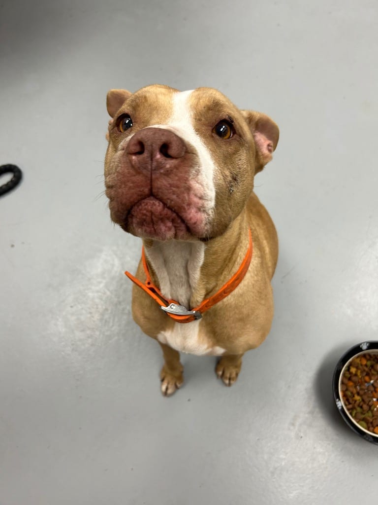 Photo of Abby, adoptable Pit Bull Terrier in Hartsville, South Carolina