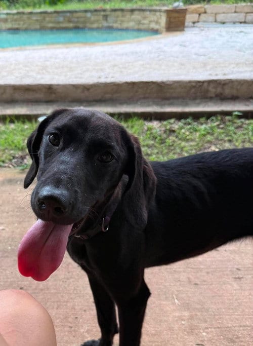 Photo of Salem, adoptable Great Dane in Bullard, Texas