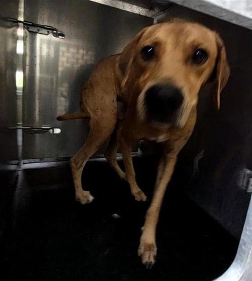 Photo of Jackson, adoptable Hound in San Antonio, Texas