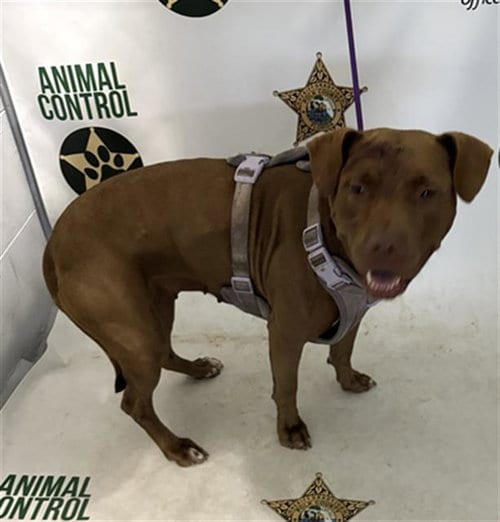 Photo of Lady Godiva, adoptable Bulldog in Winter Haven, Florida