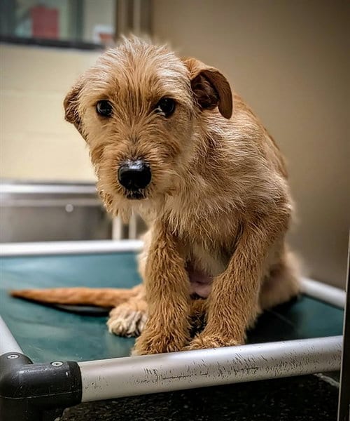 Photo of Tate, adoptable Irish Terrier in Clyde, North Carolina