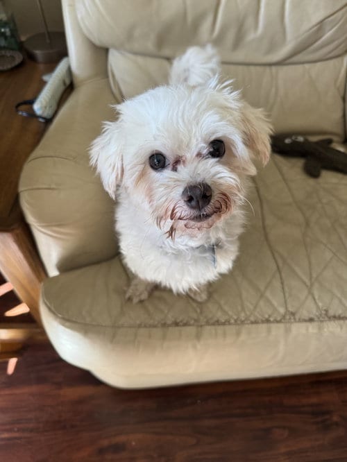 Photo of Petey, adoptable Maltese in St. Louis Park, Minnesota