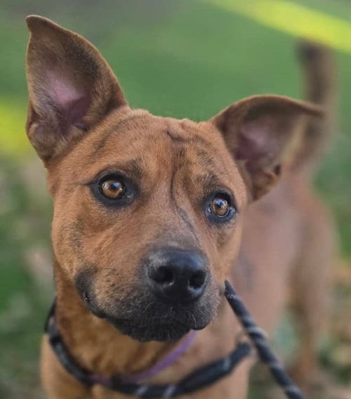 Photo of Respect, adoptable Pit Bull Terrier in Woodland, California