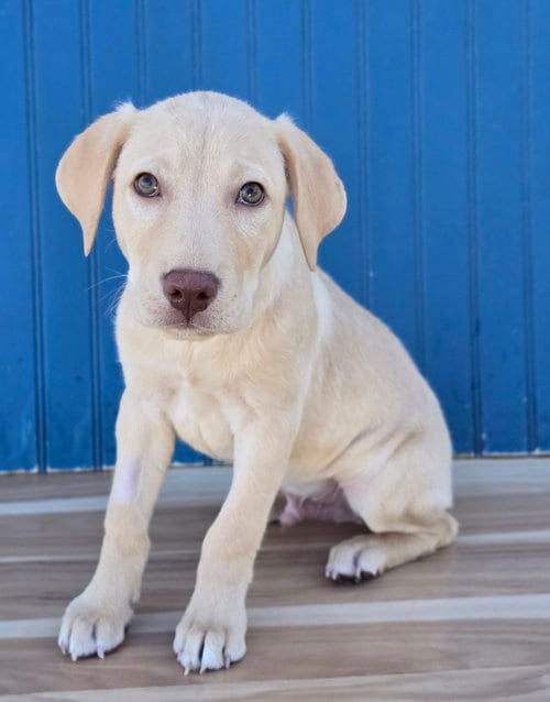Photo of Moe, adoptable Labrador Retriever in Sedalia, Colorado
