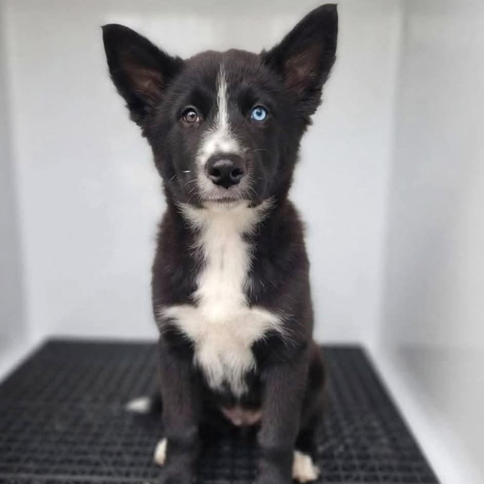 Photo of Fumbelina (p), adoptable Husky, Siberian / Mixed Breed (Medium) in Whitestone, New York