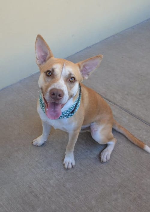 Photo of Jason Vorhees, adoptable American Pit Bull Terrier in McKinney, Texas