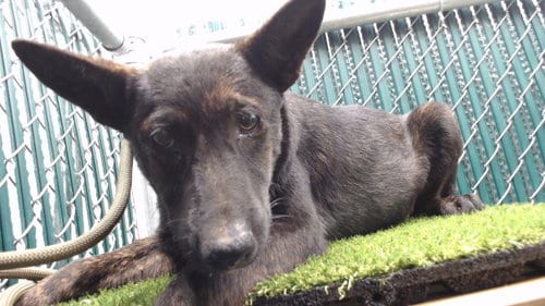 Photo of Goliath, adoptable German Shepherd Dog in Downey, California