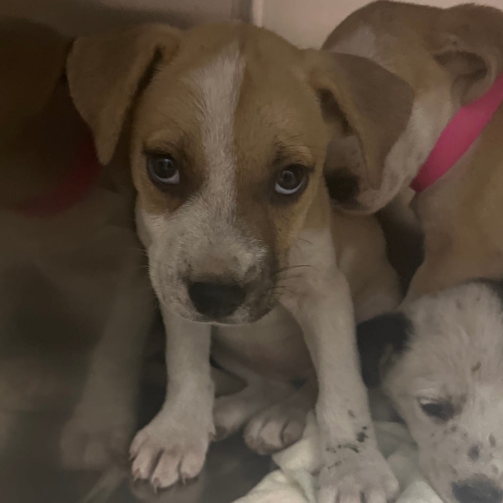 Photo of Riley, adoptable Mixed Breed (Small) in Chattanooga, Tennessee
