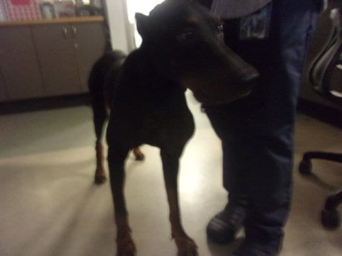 Photo of Norm, adoptable Doberman Pinscher in Van Nuys, California
