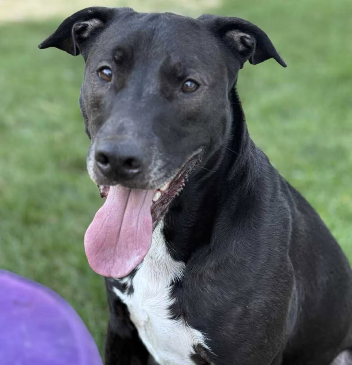 Photo of Pops, adoptable Labrador Retriever in Wethersfield, Connecticut