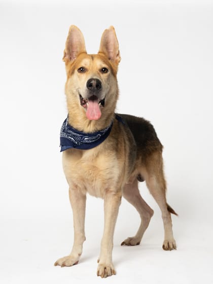Photo of Lumberjack, adoptable dog in Atlanta, Georgia