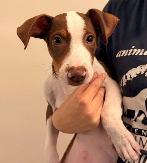 Photo of Forrest, adoptable Unknown breed in Rancho Santa Fe, California
