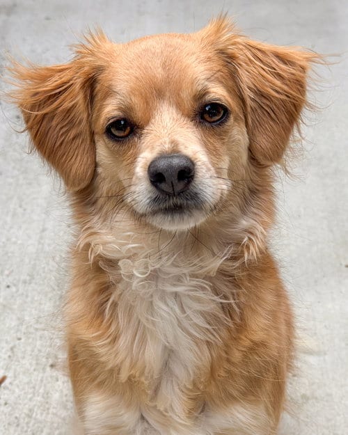 Photo of Bella, adoptable Chihuahua in Sequim, Washington