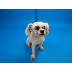 Photo of Phillip, adoptable Maltese in Doral, Florida