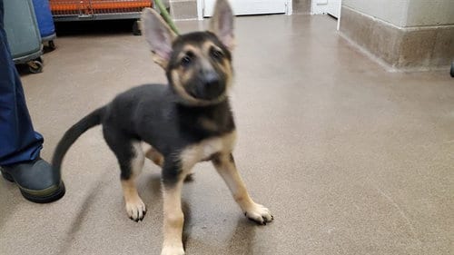Photo of Olive, adoptable German Shepherd Dog in Aurora, Illinois