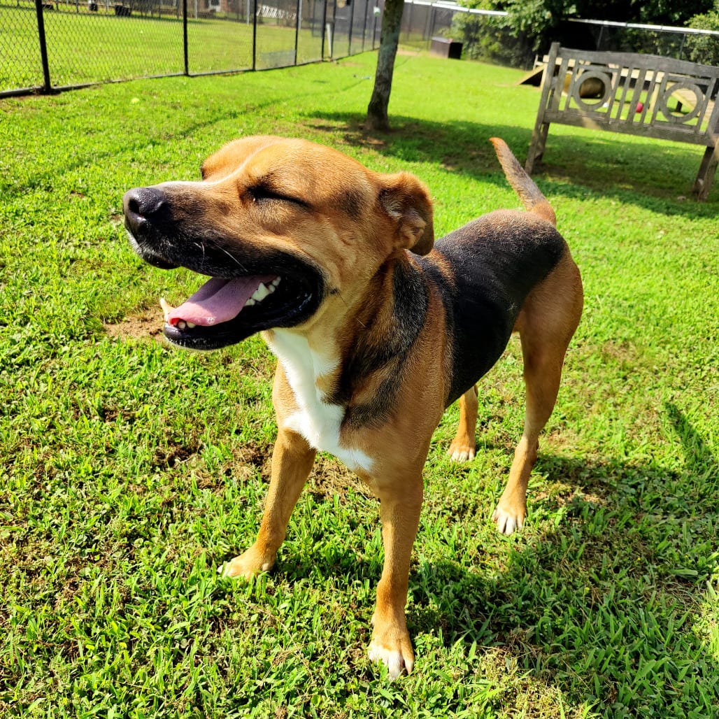 Photo of Chevy, adoptable Mixed Breed (Large) in Chattanooga, Tennessee