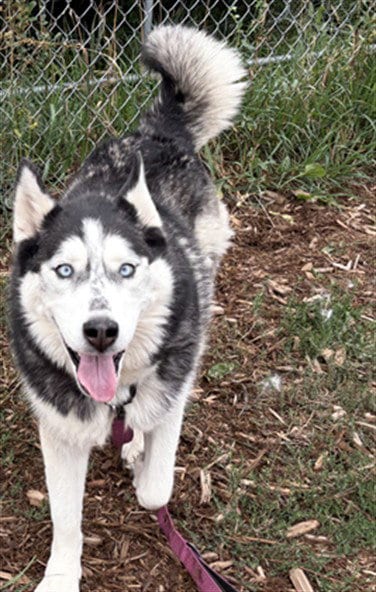 Photo of Bella, adoptable Siberian Husky in Denver, Colorado
