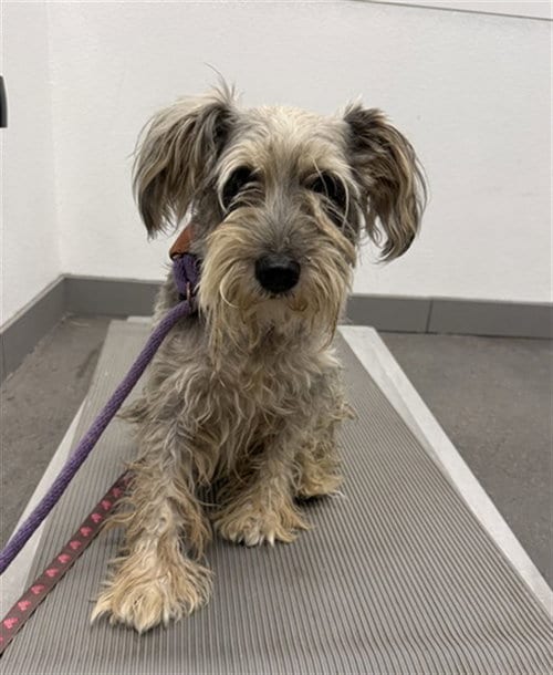 Photo of Mustachio, adoptable Miniature Schnauzer in Mesa, Arizona