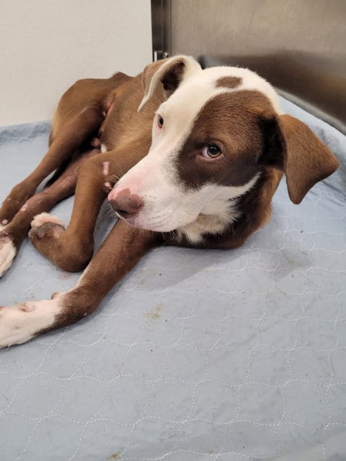 Photo of Howzer- ready for his happily ever after, adoptable American Staffordshire Terrier in Oakhurst, New Jersey