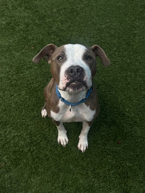 Photo of Valentine, adoptable Pit Bull Terrier in Dallas, Texas