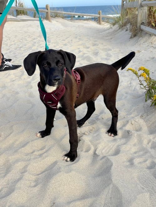Photo of Mars – A Handsome Hunk of Chocolate, adoptable Labrador Retriever in Oakhurst, New Jersey