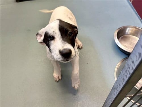 Photo of Ally, adoptable Labrador Retriever in Houston, Texas