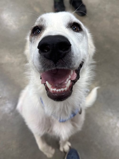 Photo of Independence aka Indie, adoptable Great Pyrenees in Newcastle, Oklahoma
