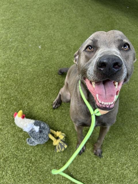 Photo of Raze, adoptable Weimaraner in Waco, Texas
