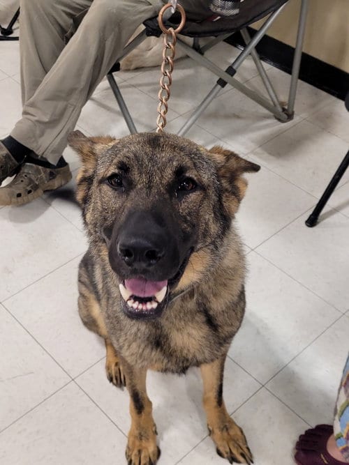 Photo of Kyro 7406, adoptable German Shepherd Dog in Centreville, Virginia