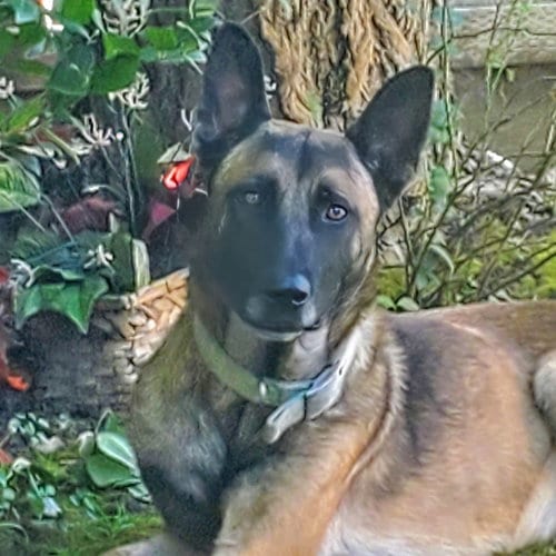 Photo of Jett- Located in California, adoptable Belgian Shepherd Malinois in Imlay City, Michigan
