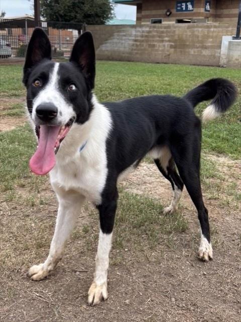 Photo of Mochi, adoptable Border Collie in Riverside, California