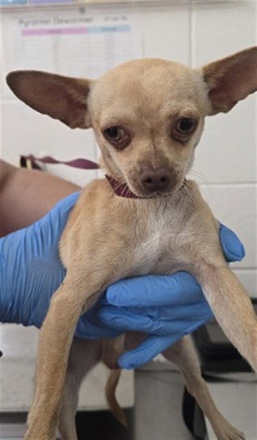 Photo of Angus, adoptable Chihuahua in San Bernardino, California