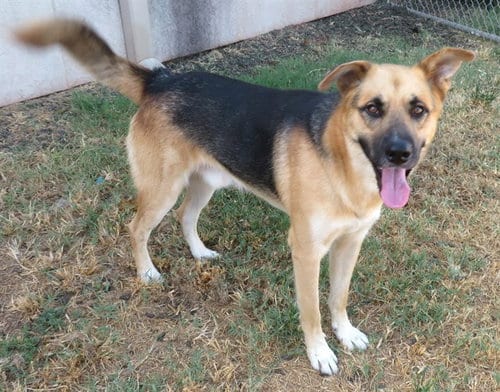 Photo of Dustin, adoptable German Shepherd Dog in Oklahoma City, Oklahoma